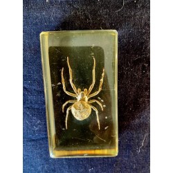 Udstoppet Edderkop i Plexiglas