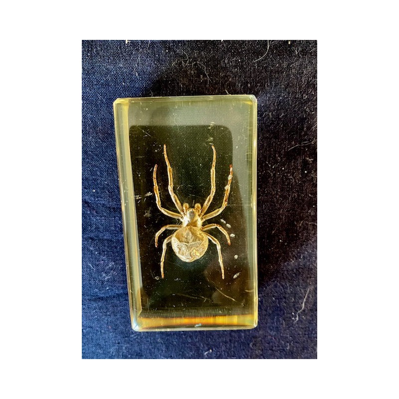 Udstoppet Edderkop i Plexiglas